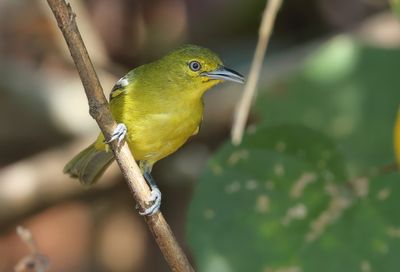 Common Iora - Aegithina tiphia