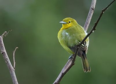 Common Iora - Aegithina tiphia