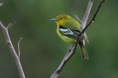 Common Iora - Aegithina tiphia