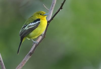 Common Iora - Aegithina tiphia