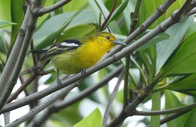 Common Iora - Aegithina tiphia