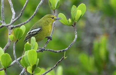 Common Iora - Aegithina tiphia