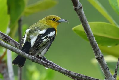 Common Iora - Aegithina tiphia