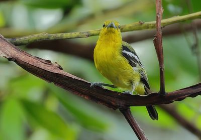 Common Iora - Aegithina tiphia