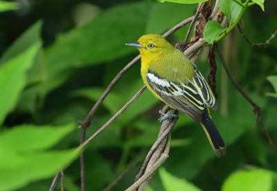 Common Iora - Aegithina tiphia