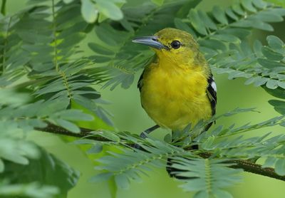 Common Iora - Aegithina tiphia