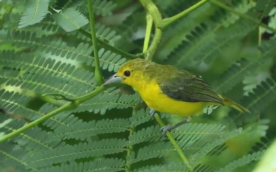 Great Iora - Aegithina lafresnayei
