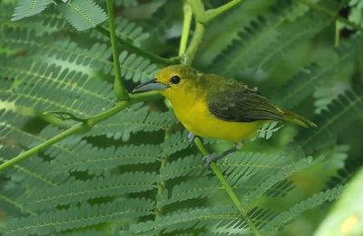 Great Iora - Aegithina lafresnayei