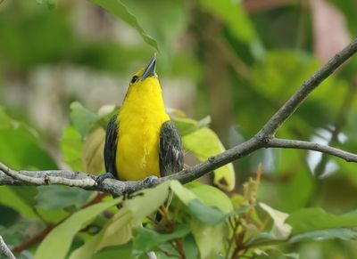 Great Iora - Aegithina lafresnayei