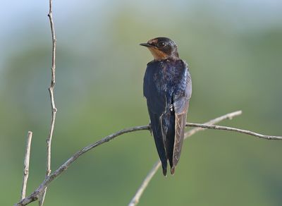 MAP: Barn Swallow - Hirundo rustica gutturalis