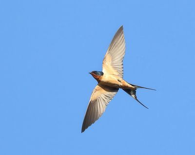 Barn Swallow - Hirundo rustica erythrogaster