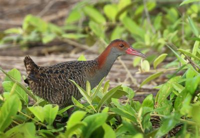 MAP: Slaty-breasted Rail - Lewinia striata
