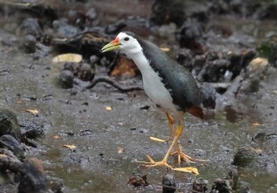 White-breasted Waterhen - Amaurornis phoenicurus 