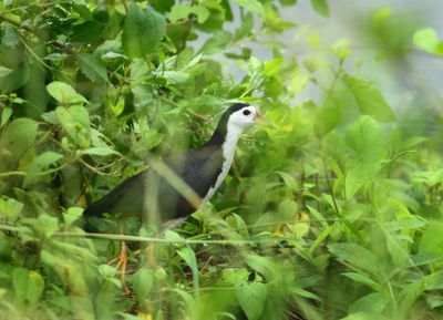 White-breasted Waterhen - Amaurornis phoenicurus 