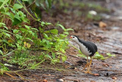 White-breasted Waterhen - Amaurornis phoenicurus 