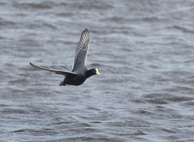 White-winged Coot - Fulica leucoptera