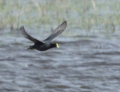 White-winged Coot - Fulica leucoptera