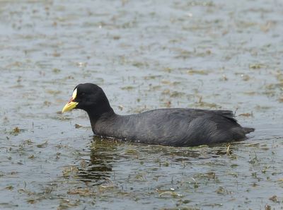Red-gartered Coot - Fulica armillata