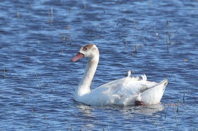 Coscoroba Swan - Coscoroba coscoroba
