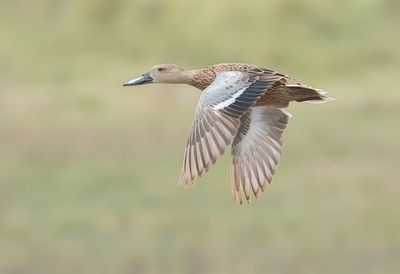 MAP: Red Shoveler - Spatula platalea