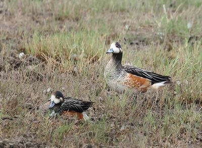Chiloe Wigeon - Mareca sibilatrix