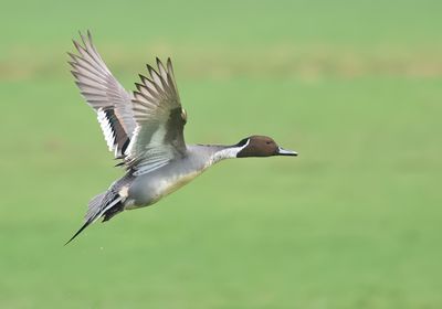 MAP: Northern Pintail - Anas acuta 