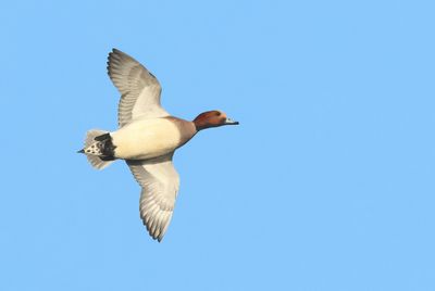 Eurasian Wigeon - Mareca penelope 