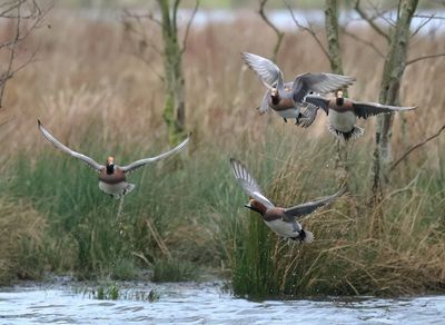 Eurasian Wigeon - Mareca penelope 