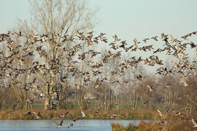 Eurasian Wigeon - Mareca penelope 