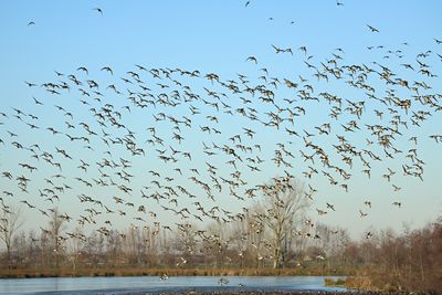 Eurasian Wigeon - Mareca penelope 