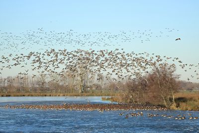 Eurasian Wigeon - Mareca penelope 
