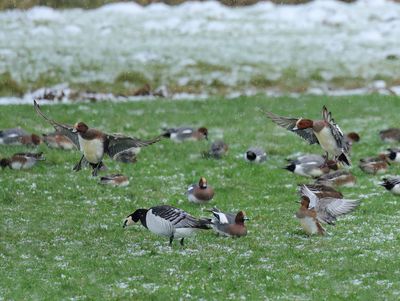Eurasian Wigeon - Mareca penelope 