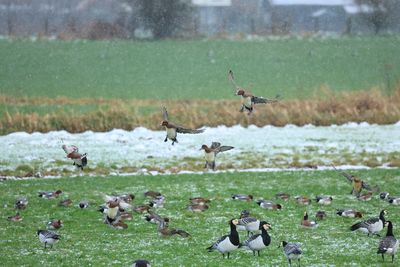 Eurasian Wigeon - Mareca penelope 