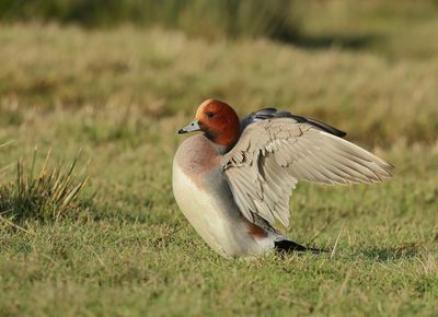 Eurasian Wigeon - Mareca penelope 