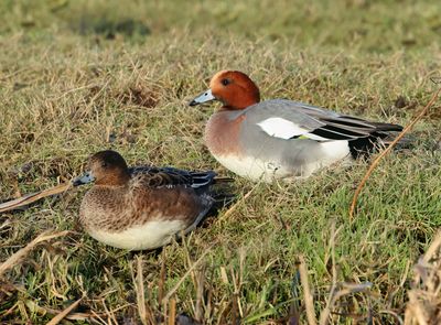 Eurasian Wigeon - Mareca penelope 