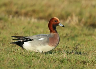 Eurasian Wigeon - Mareca penelope 
