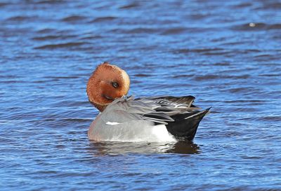 Eurasian Wigeon - Mareca penelope 