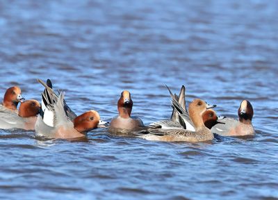 Eurasian Wigeon - Mareca penelope 