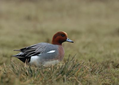 Eurasian Wigeon - Mareca penelope 