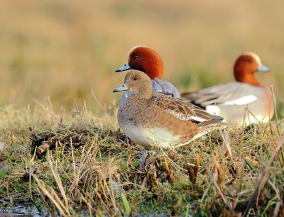 Eurasian Wigeon - Mareca penelope 