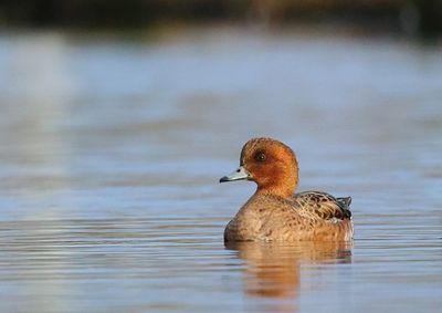 Eurasian Wigeon - Mareca penelope 