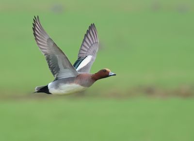 Eurasian Wigeon - Mareca penelope 