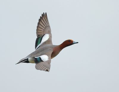 Eurasian Wigeon - Mareca penelope 