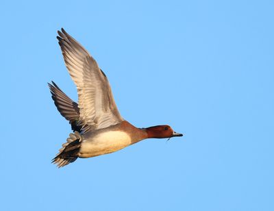 Eurasian Wigeon - Mareca penelope 