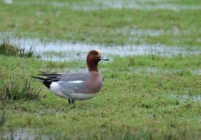 Eurasian Wigeon - Mareca penelope 