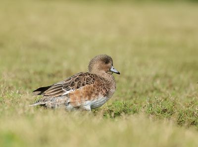 Eurasian Wigeon - Mareca penelope 