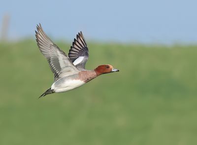 MAP: Eurasian Wigeon - Mareca penelope 