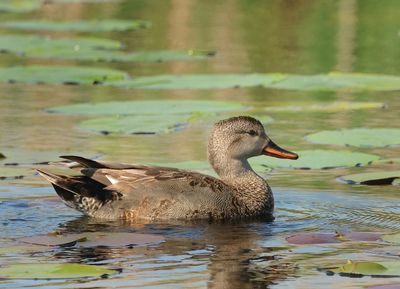Gadwall - Mareca strepera