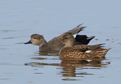 Gadwall - Mareca strepera