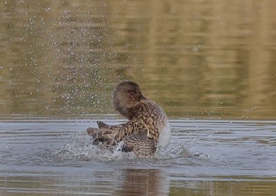Gadwall - Mareca strepera